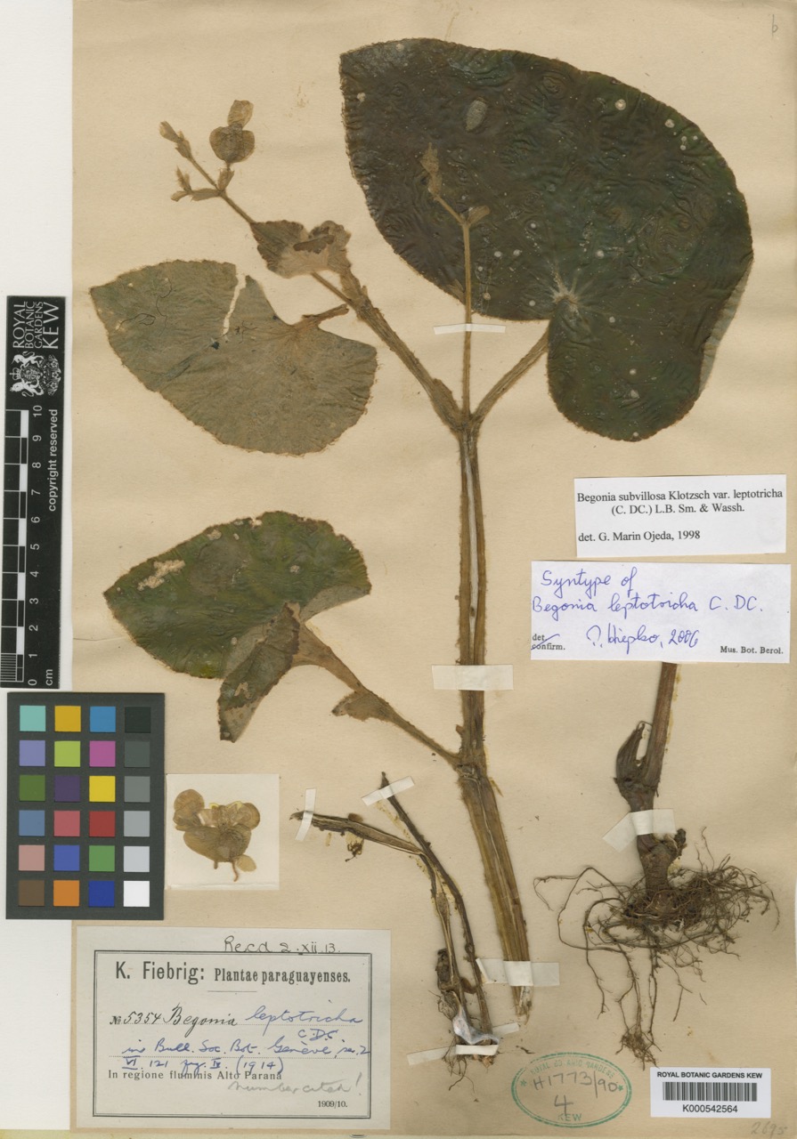 B. subvillosa var. leptotricha